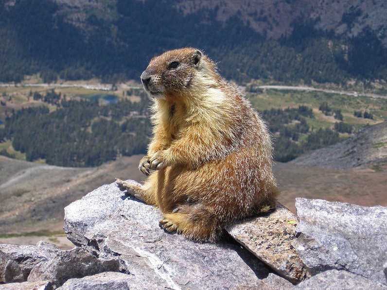 Marmota Monax